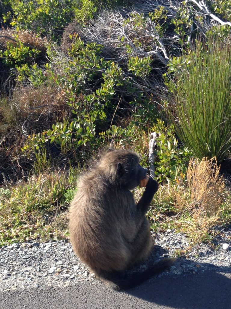 baboons